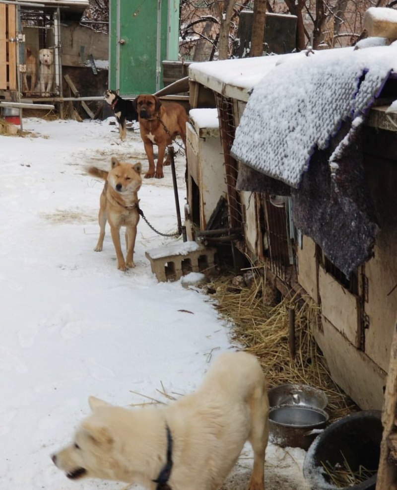 Корейские щенки