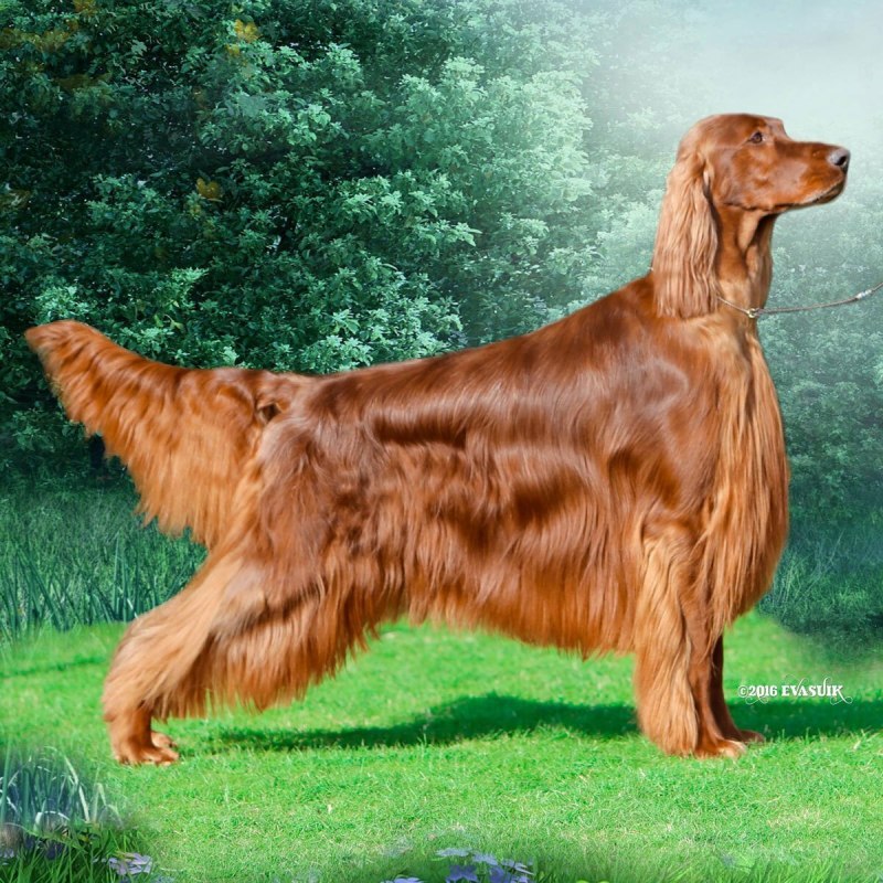Ирландский сеттер