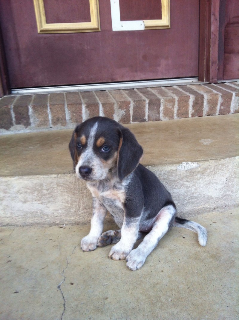 Бигль Bluetick