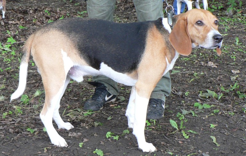 Beagle гончая щенок