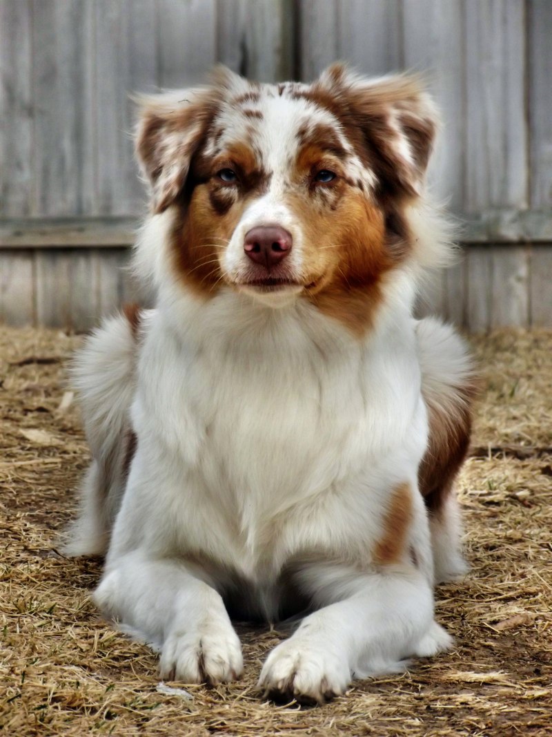 Австралийская овчарка / Australian Shepherd