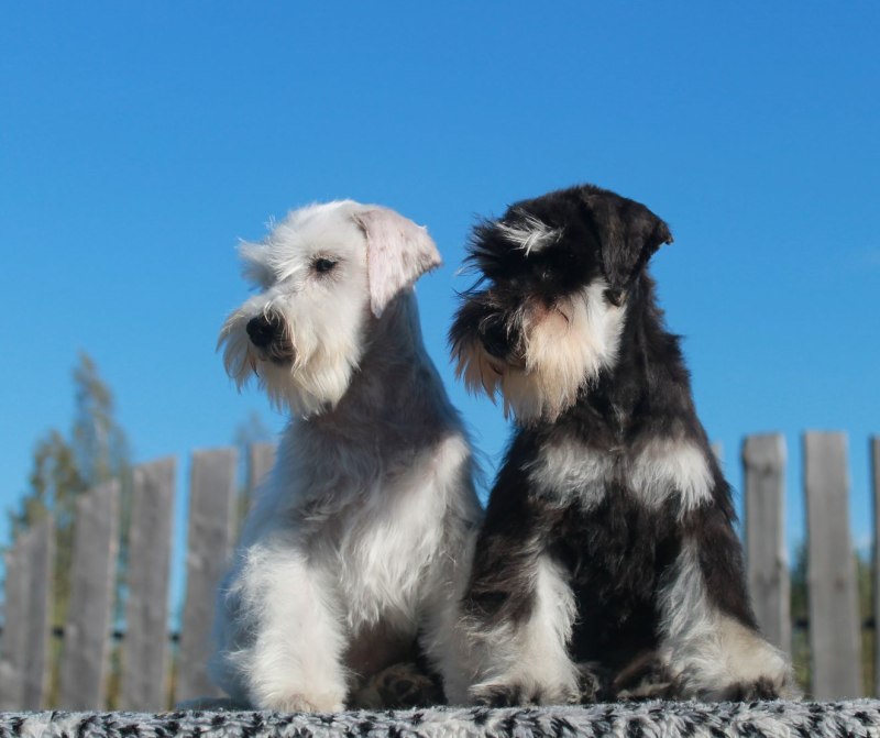 Цвергшнауцер чёрный Miniature Schnauzer Black