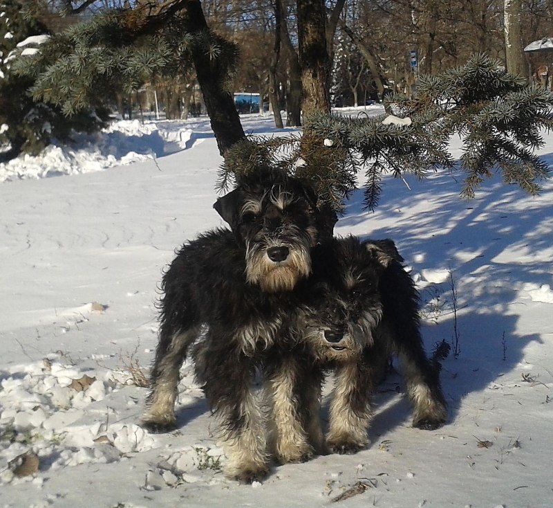 Ризеншнауцер черный с серебром