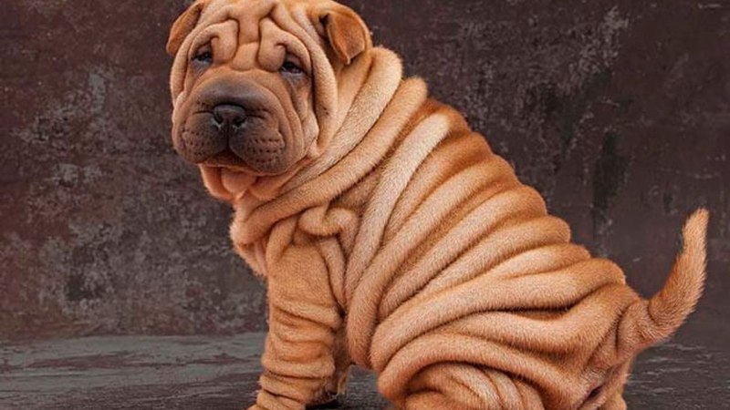 Amerikanski sharpei шарпей американский