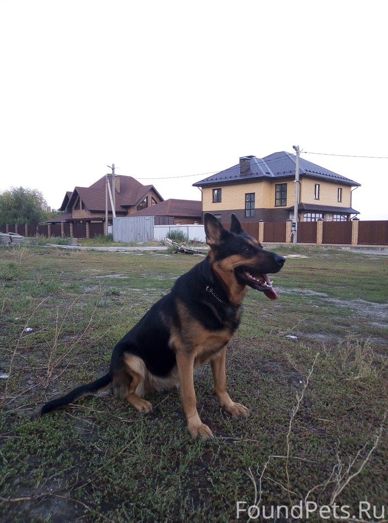 Зонарная немецкая овчарка