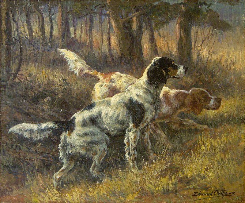 Собака ирландский сеттер