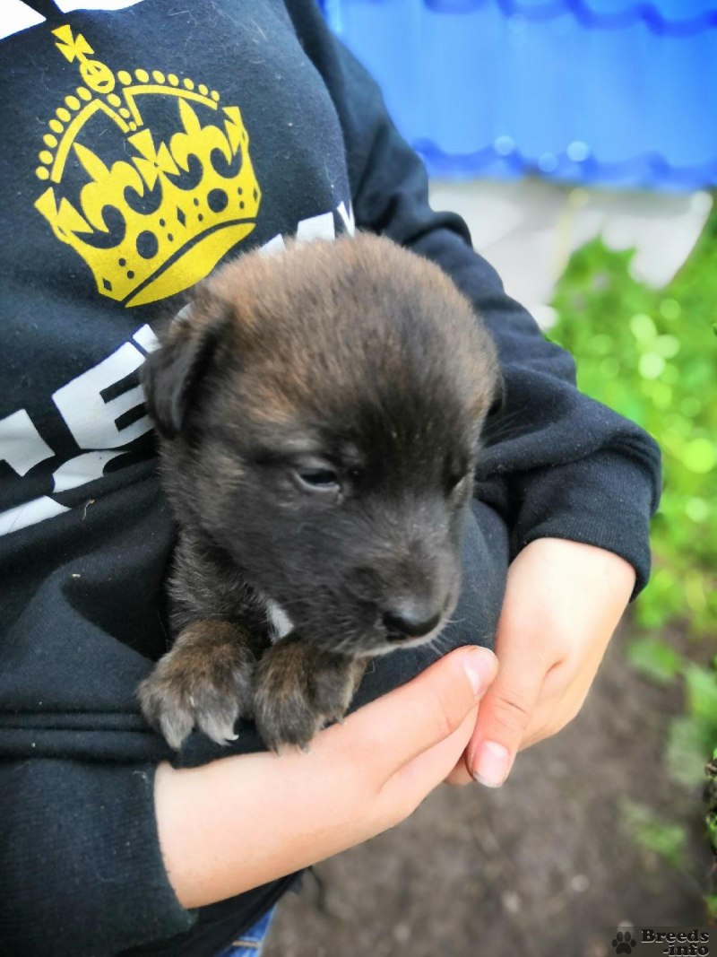 Волкодав кавказский помесь