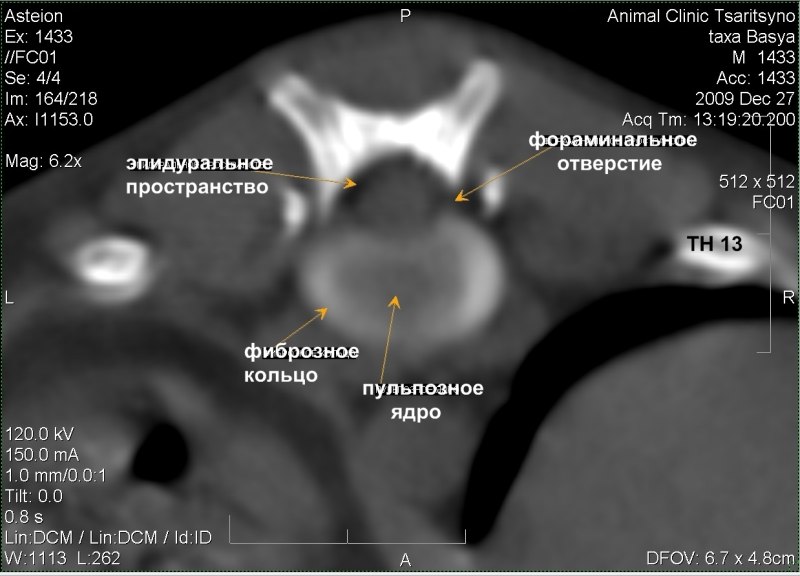 Межпозвонковые диски собаки