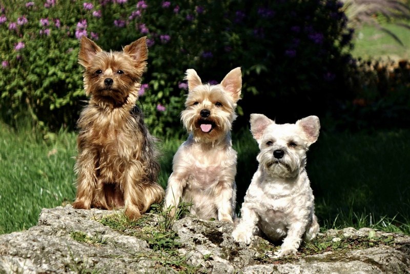 Shaggy animal