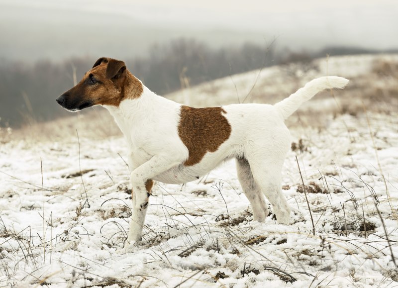 Chihuahua Terrier Mix