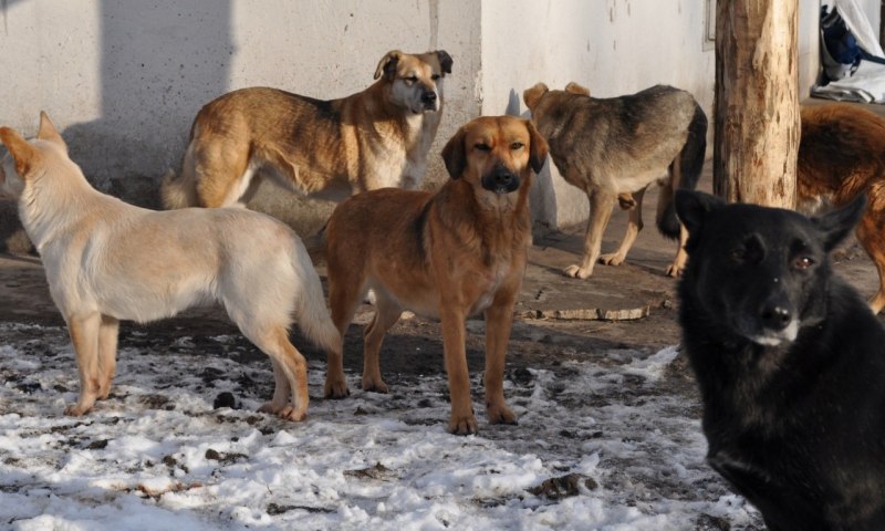Собаки дворняжки стая
