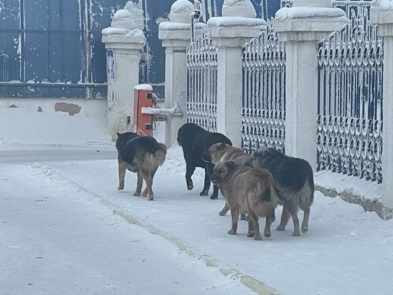 Стая бродячих псов