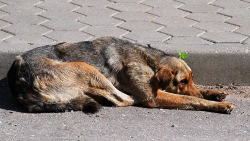 Много собак на улице