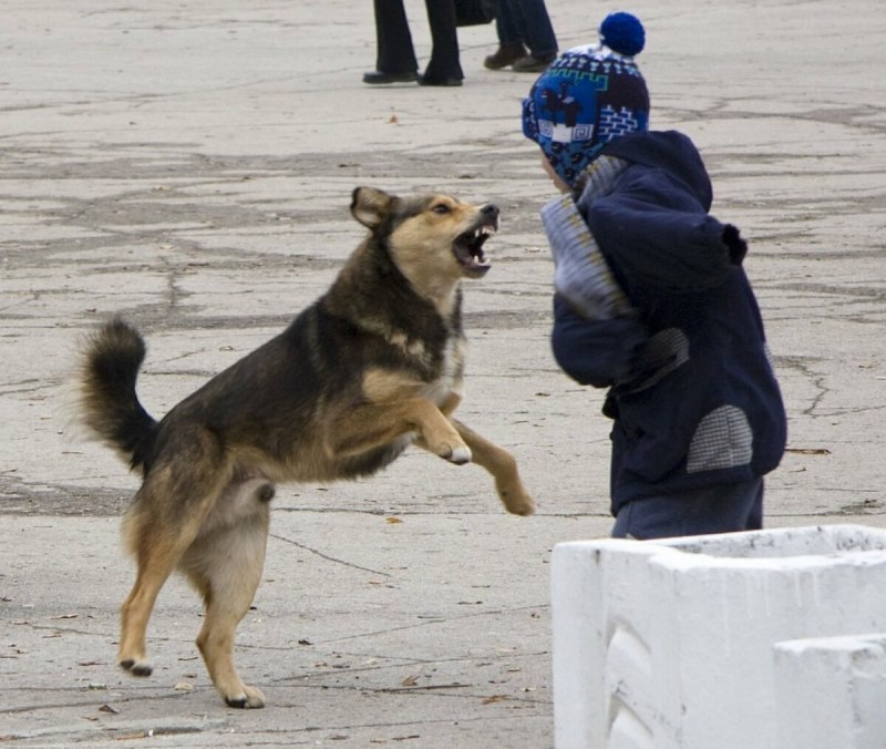 Бродяяччие ССООБААККИИ