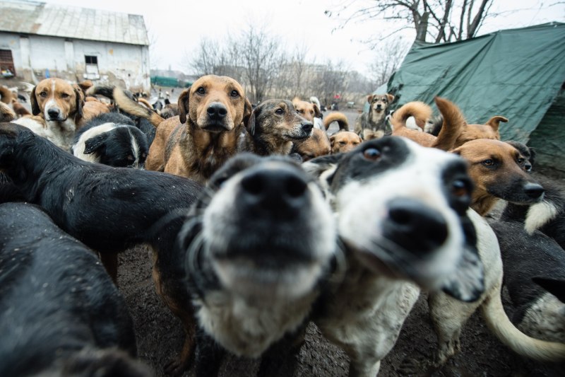 Стая собак