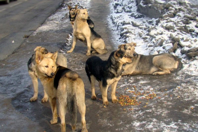 Уличные собаки