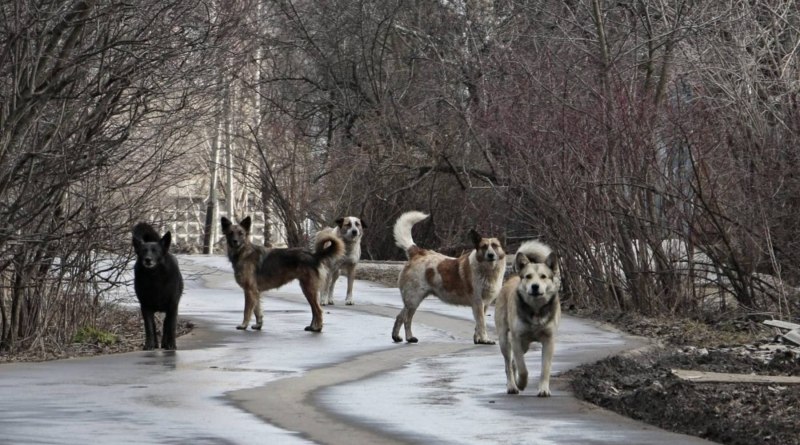 Бродячие собаки