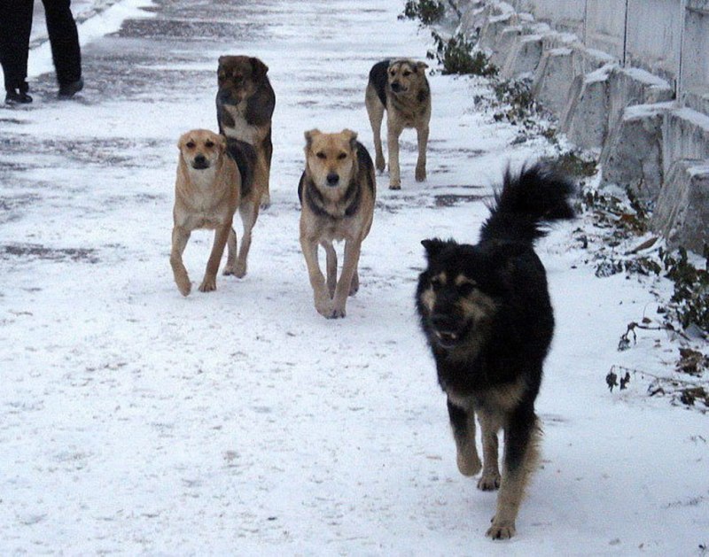 Бродячие собаки