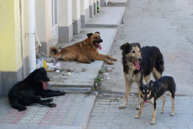 Бродячие собаки