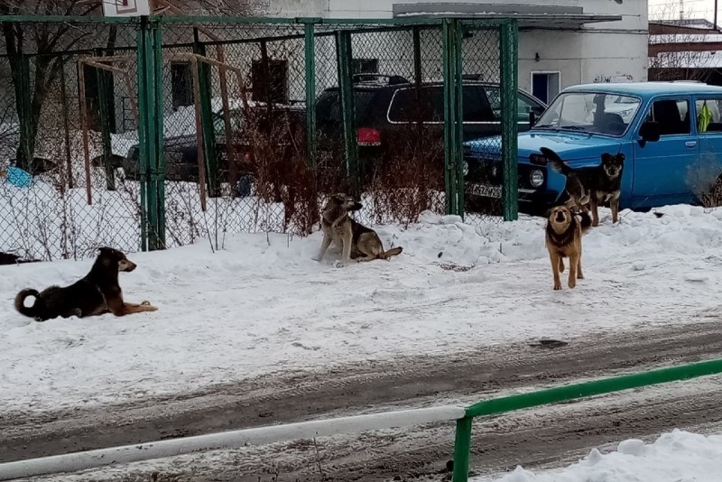 Стая собак