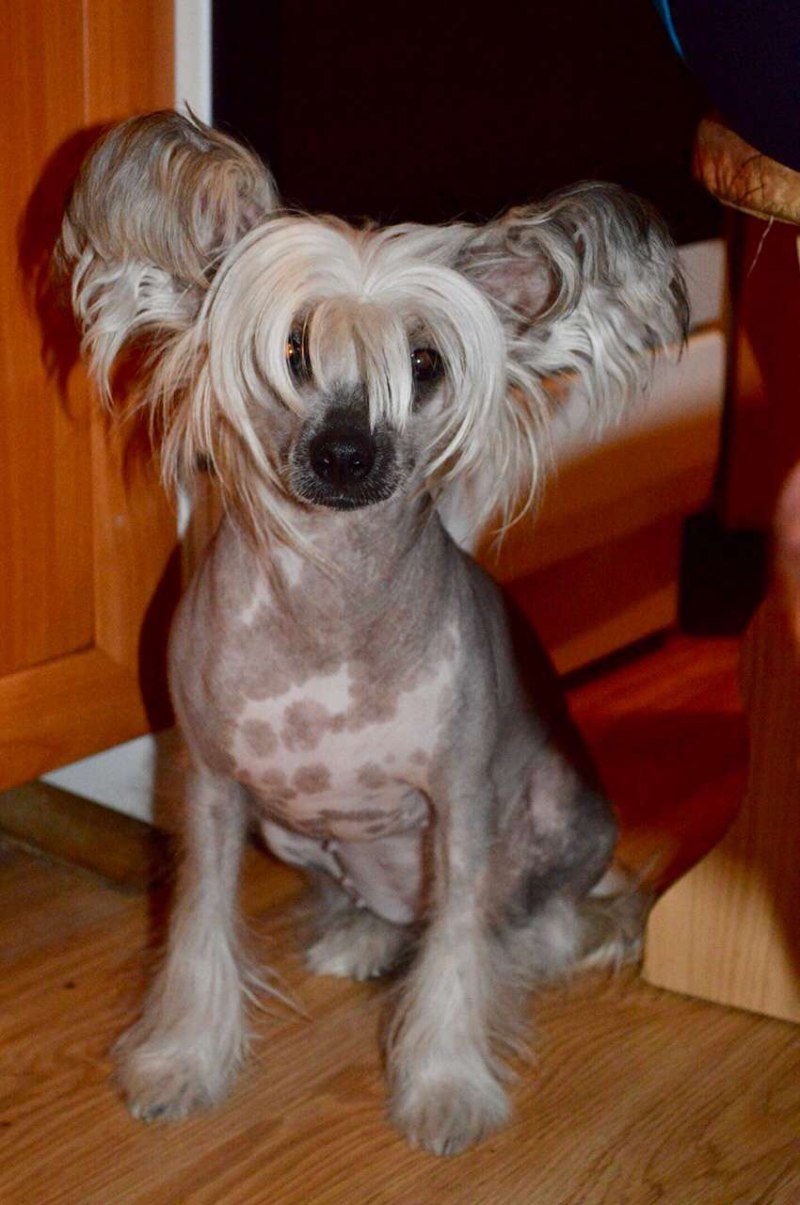 фото голая хохлатая китайская собака фото фото 110