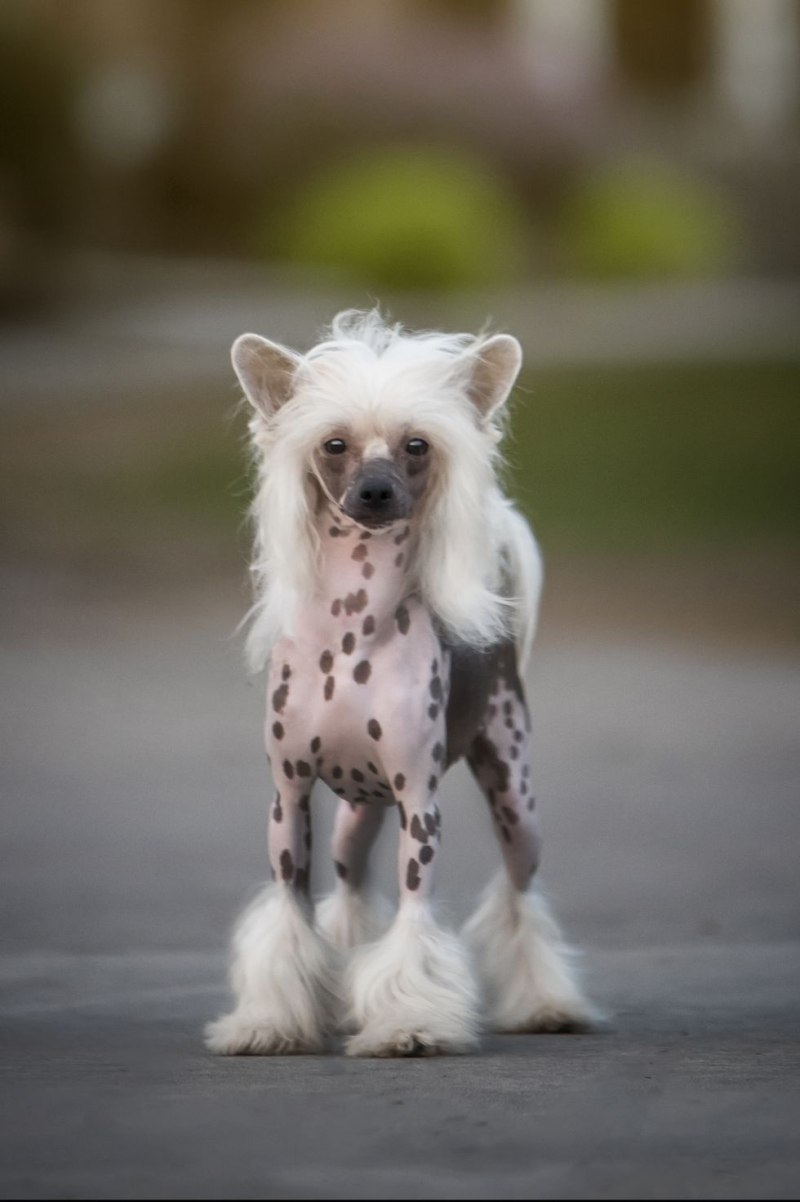 Китайская хохлатая собака фото мини