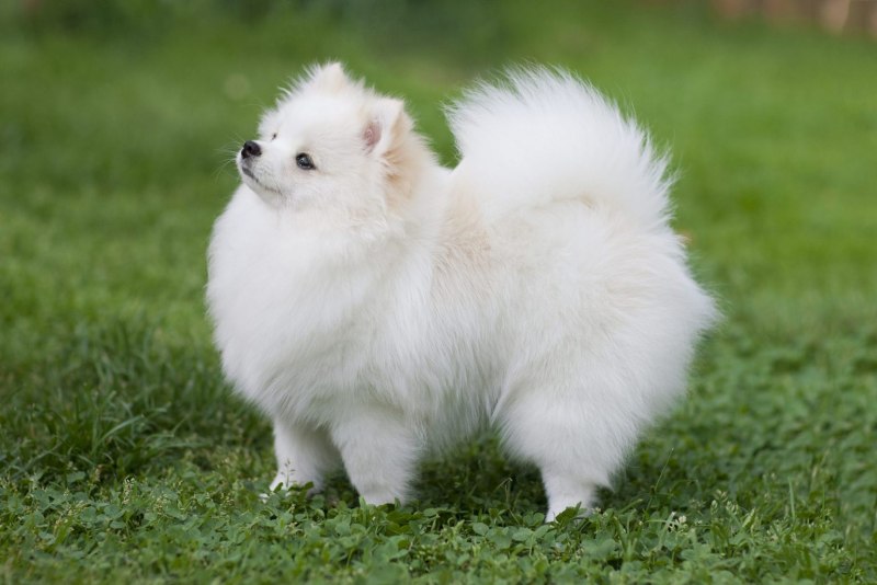 Средний шпиц Миттельшпиц