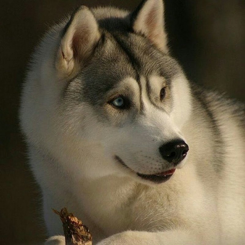 Хаски гончая
