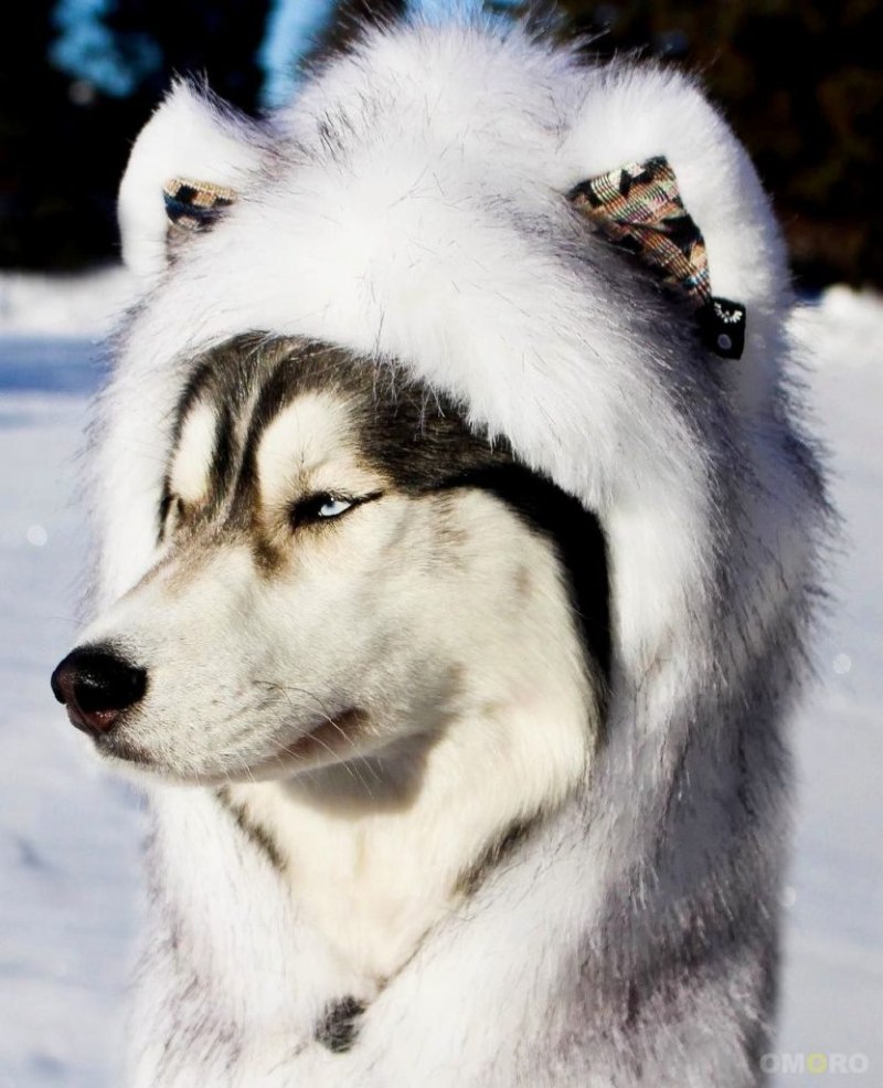 Хаски смешные