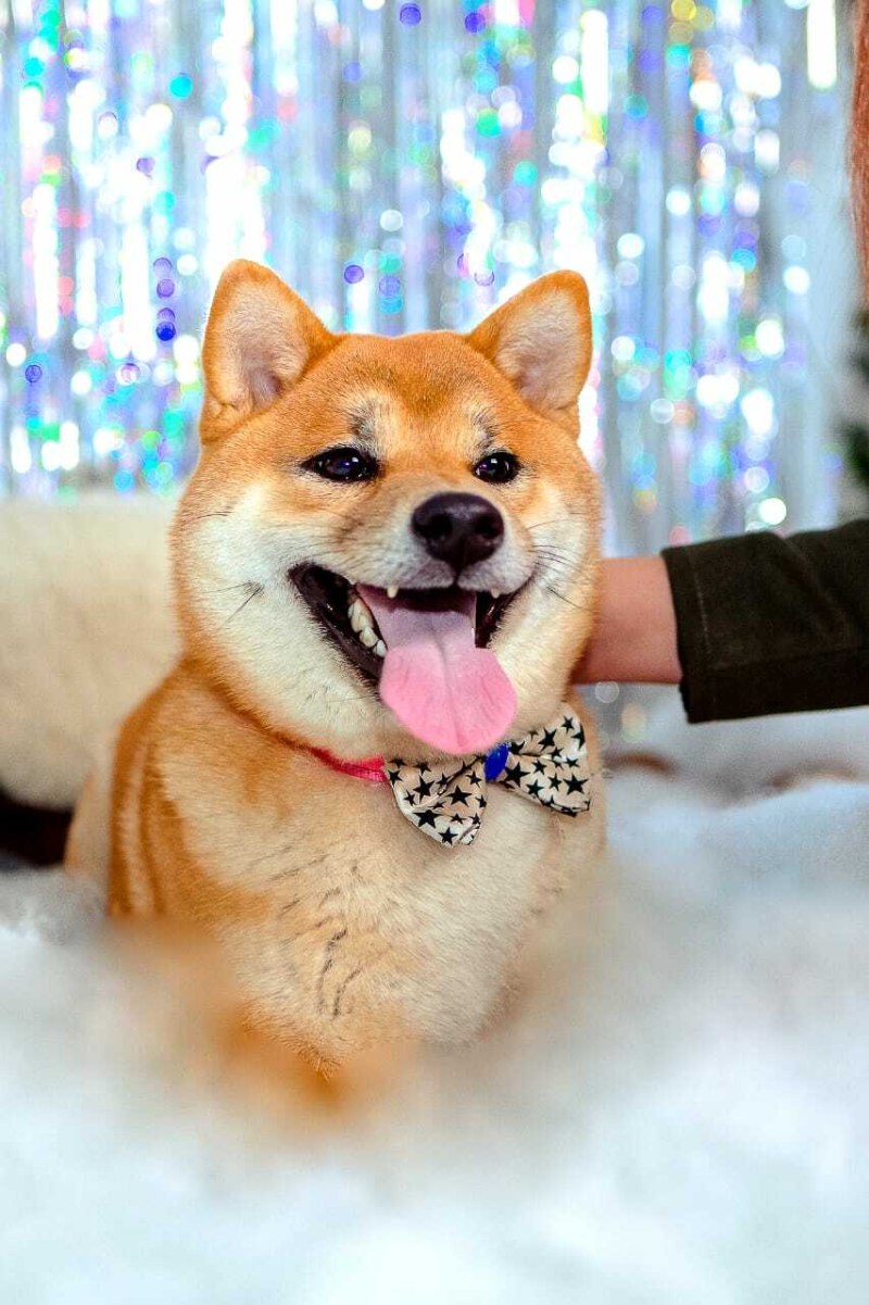 Сиба ину