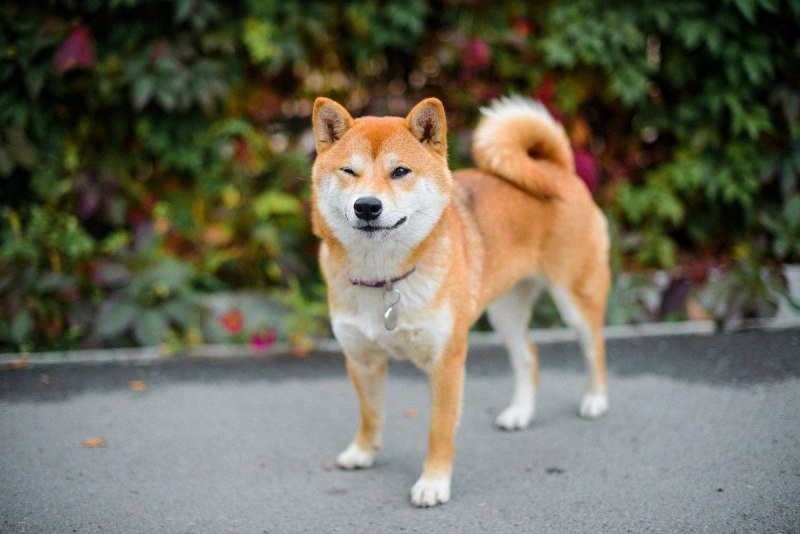 FORMYDOGS для сиба ину