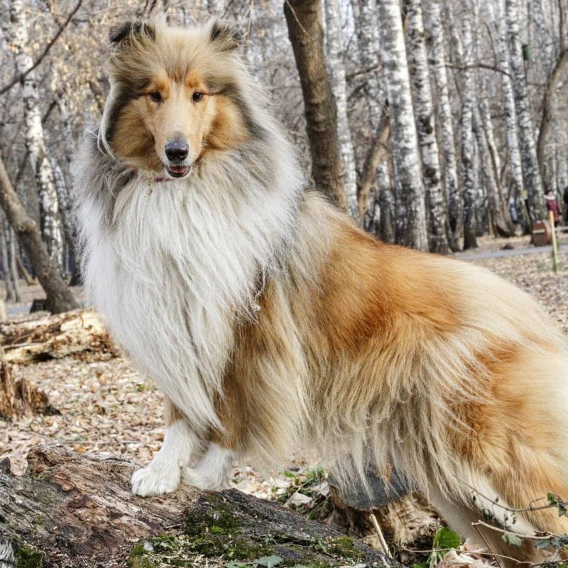 Бордер колли и овчарка