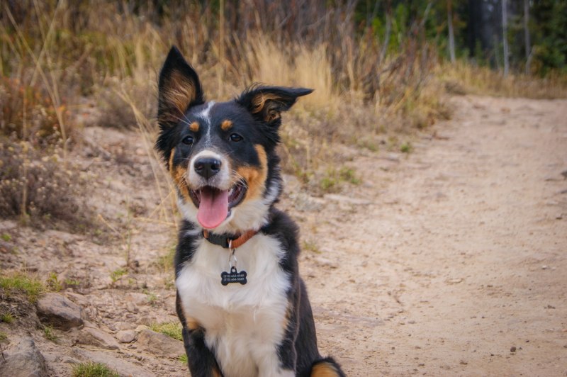 Rottweiler Husky Mix
