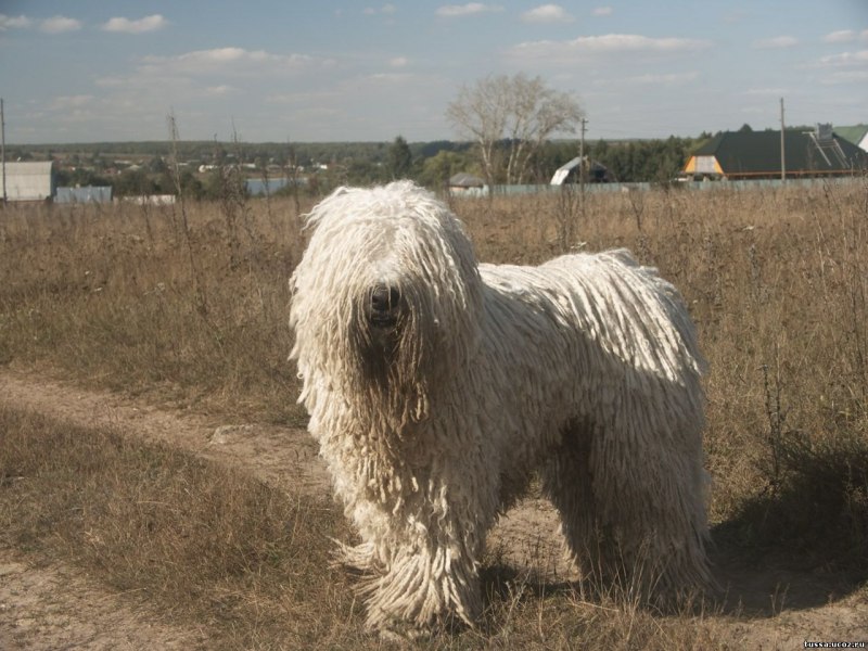 Бергамская овчарка