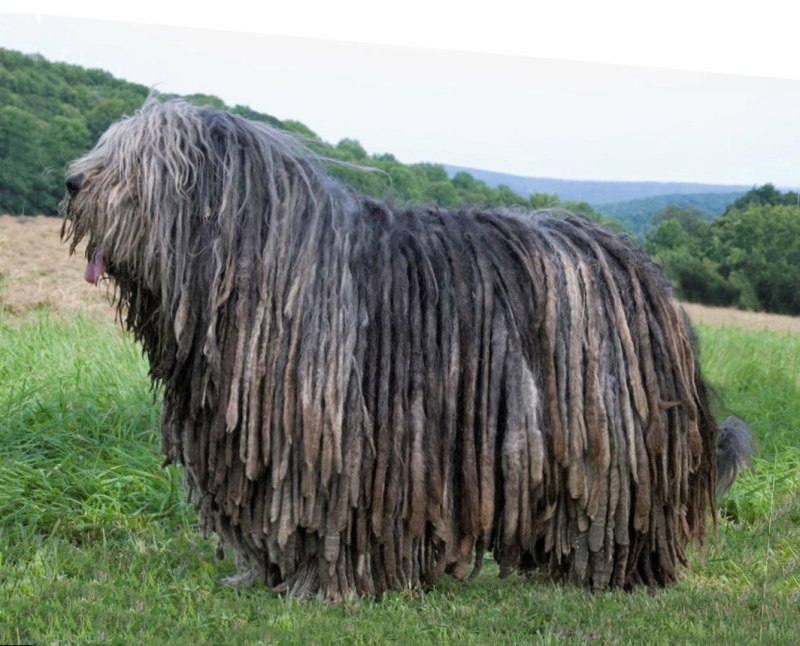 Бергамская пастушья собака