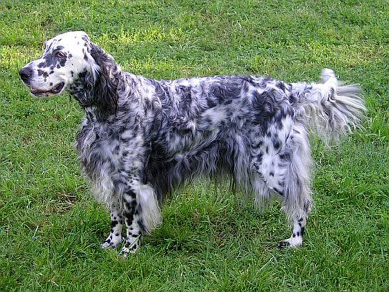 Setter inglese becass