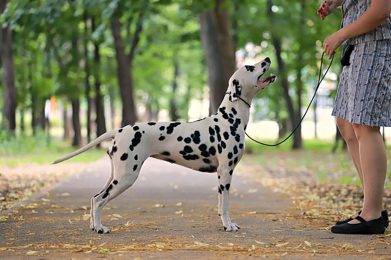 Dalmatian Brush