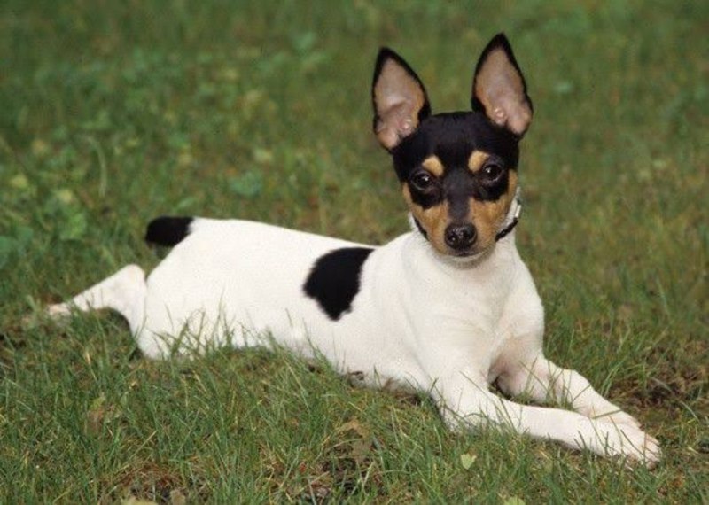 Toy Fox Terrier