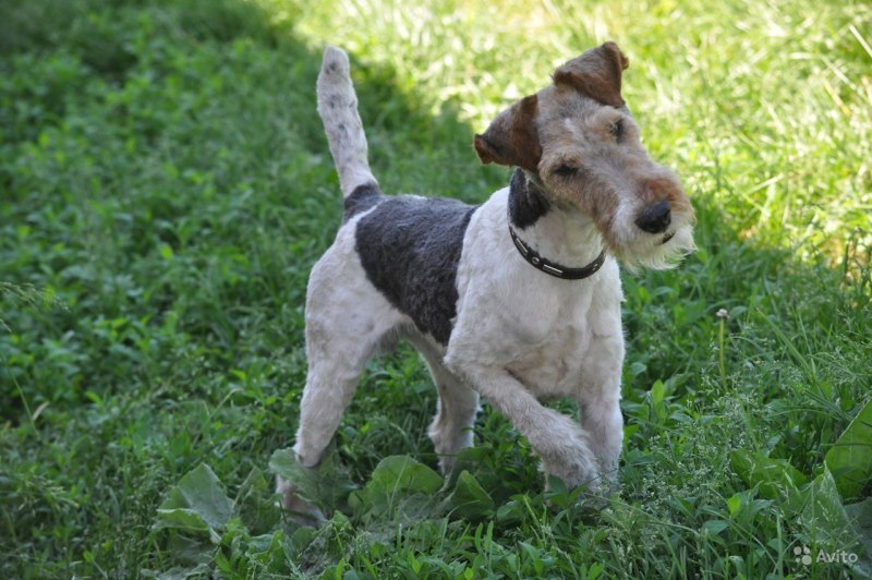 Фокстерьер (Fox Terrier)