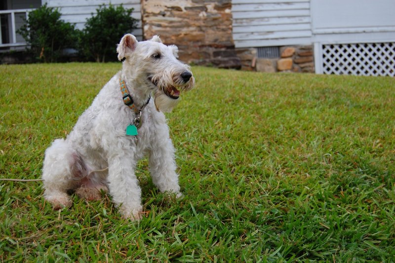 Fox Terrier гладкошерстный