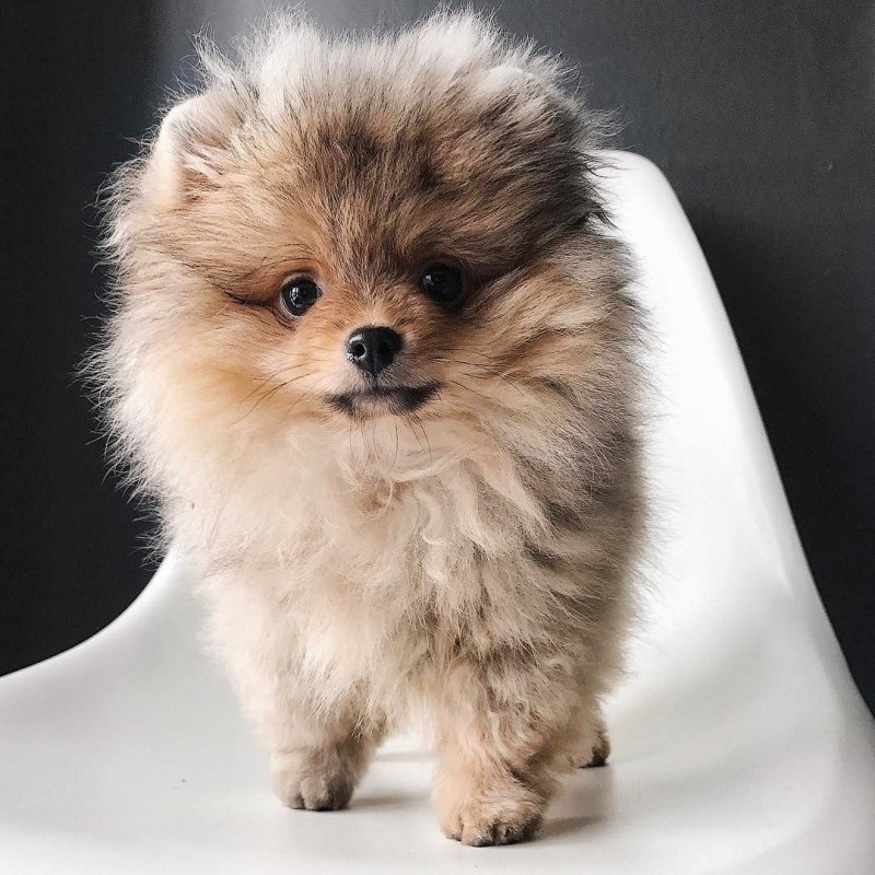 Померанский шпиц Teacup.