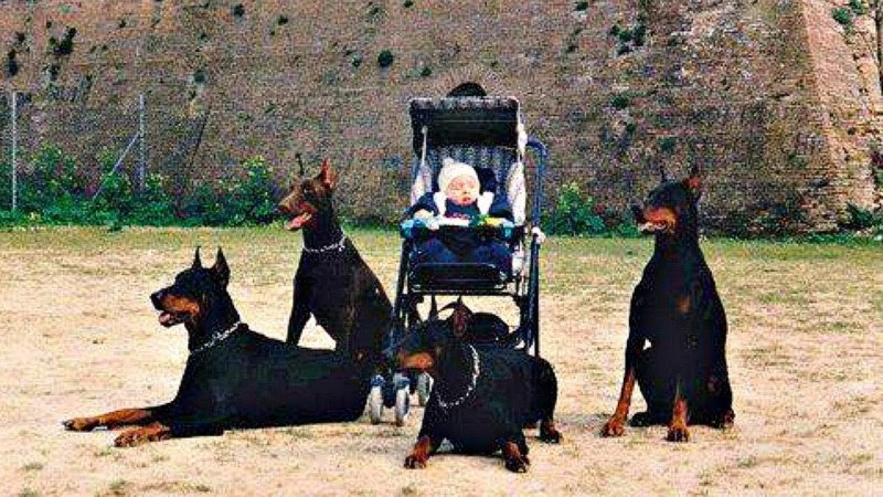 K-9 овчарка