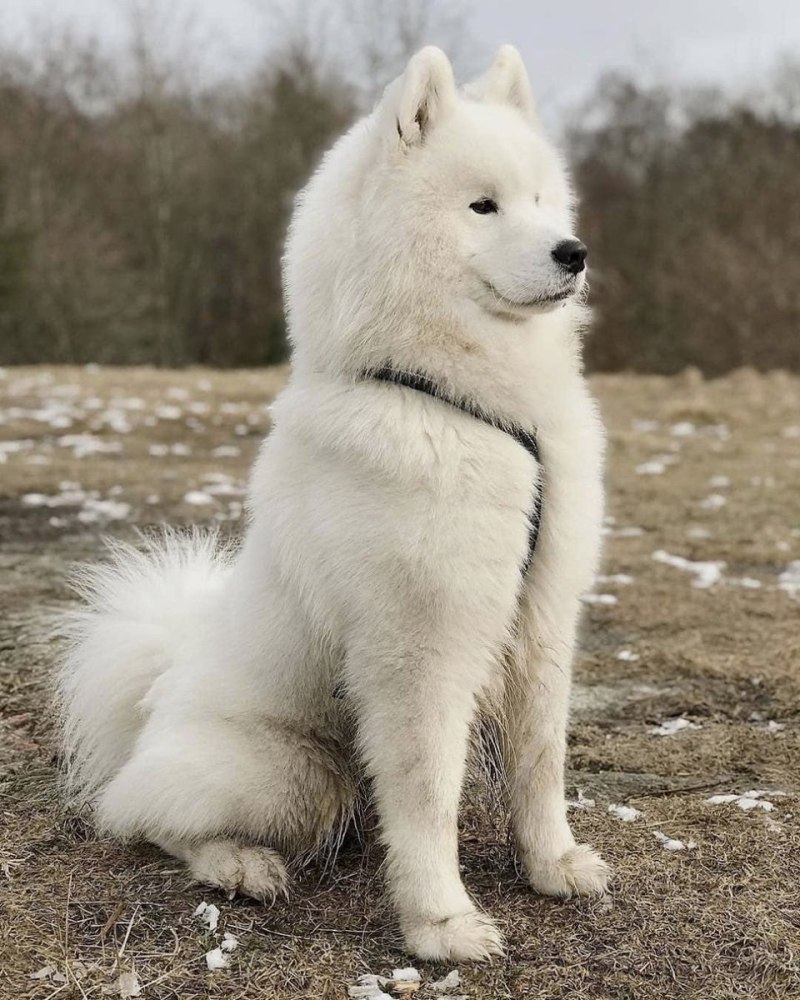 Саамская лайка