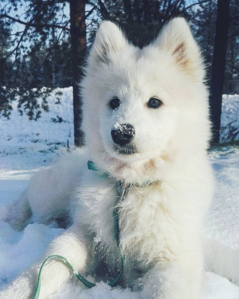 Самоед белый