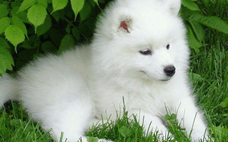 Аляскинский самоед