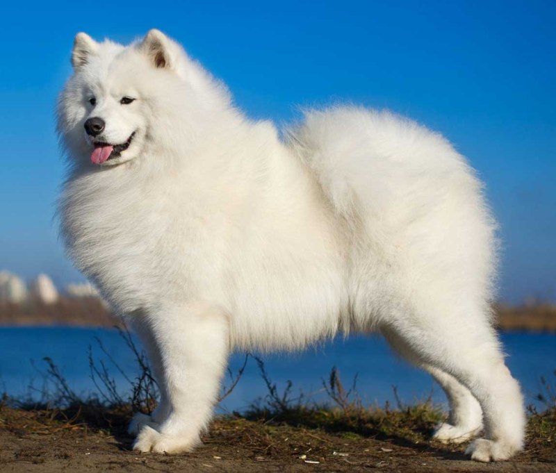 Лайка самоед