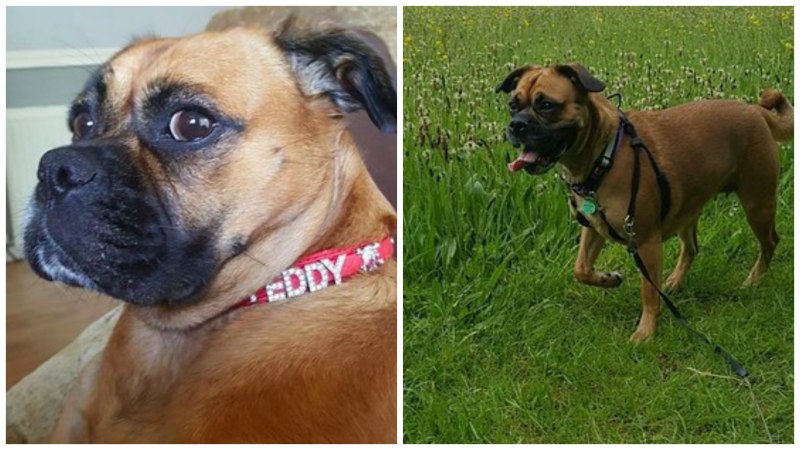 Puggle порода собак