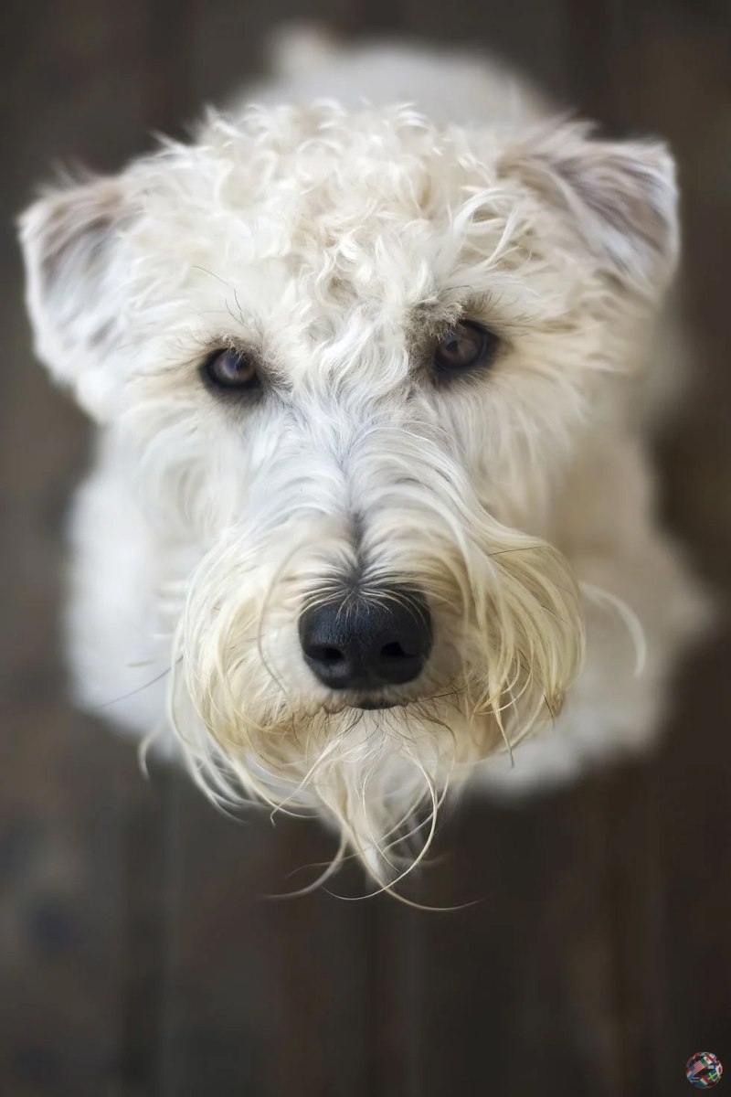 Soft Coated Wheaten Terrier