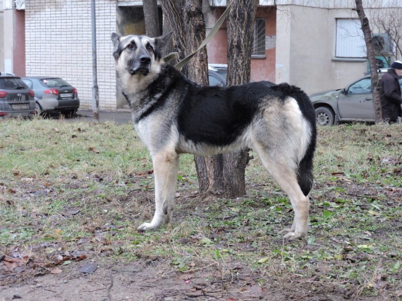 Кавказский маламут