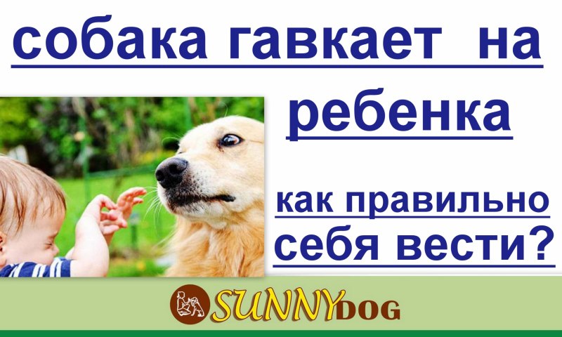Как правильно гавкать